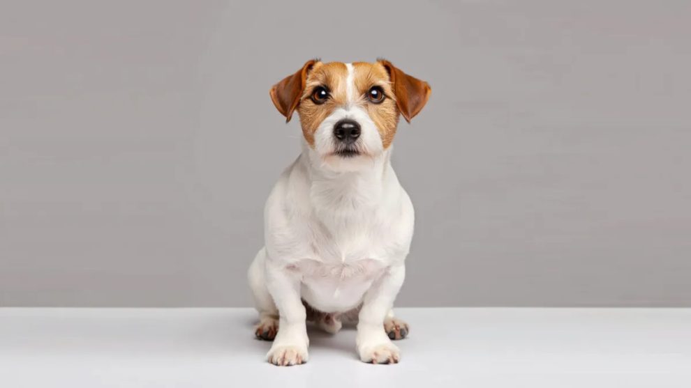 2. Jack Russell Terrier: The High-Voltage Reactor