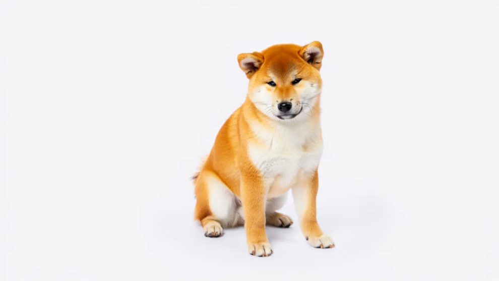 5. Shiba Inu: Independent and Easily Annoyed