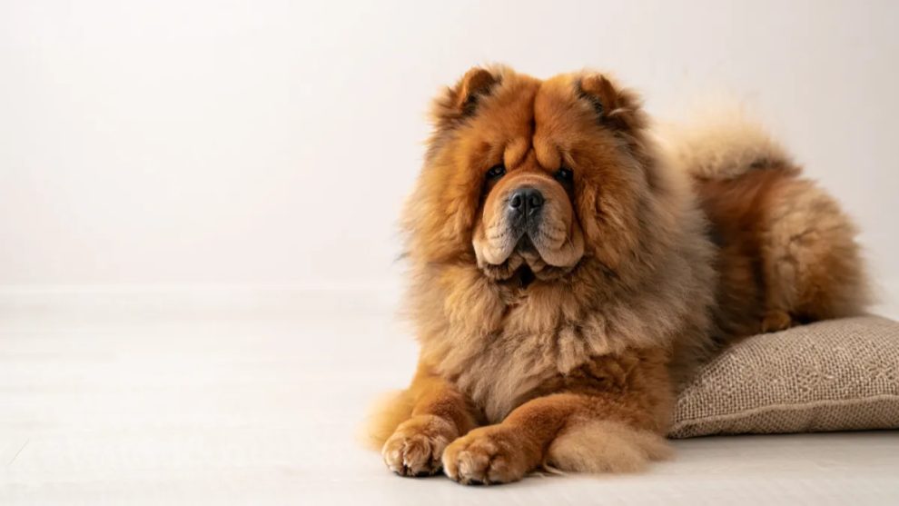 6. Chow Chow: The Guarded Bear-Like Breed