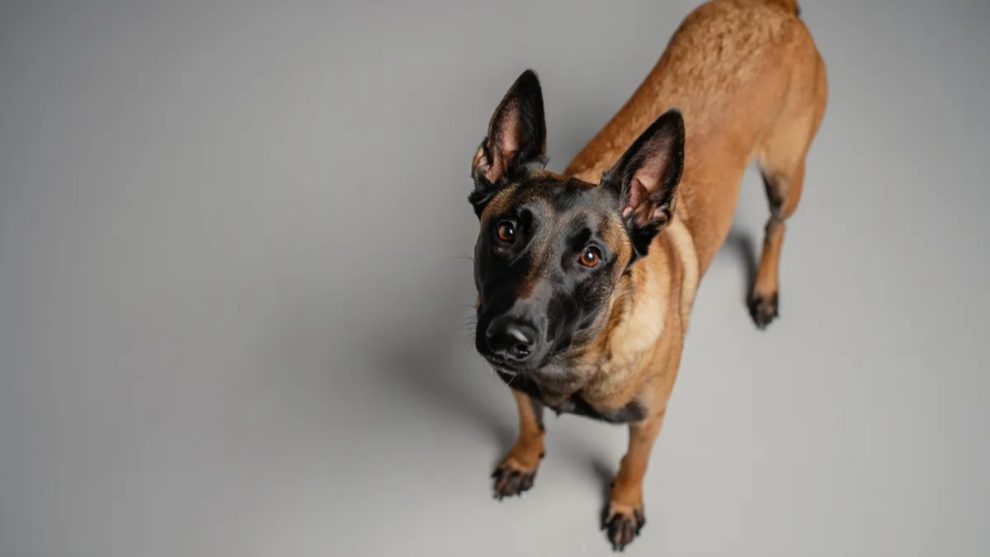 8. Belgian Malinois: Intensity That Can Overflow