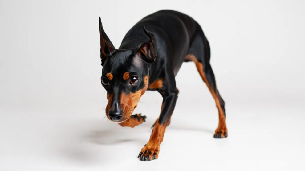 9. Miniature Pinscher: Bold to the Point of Feisty