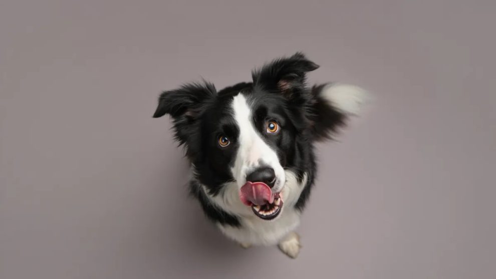 13. Border Collie: Brilliant, but Easily Overloaded
