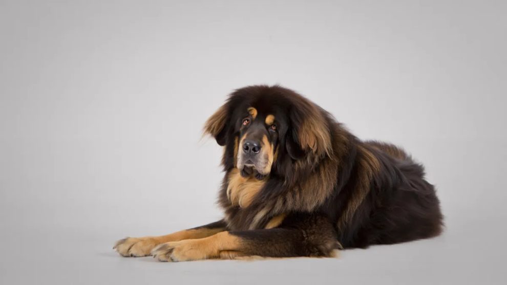 15. Tibetan Mastiff: Independent and Highly Suspicious